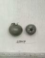 Click for 3 image(s) for this accession. FRUIT